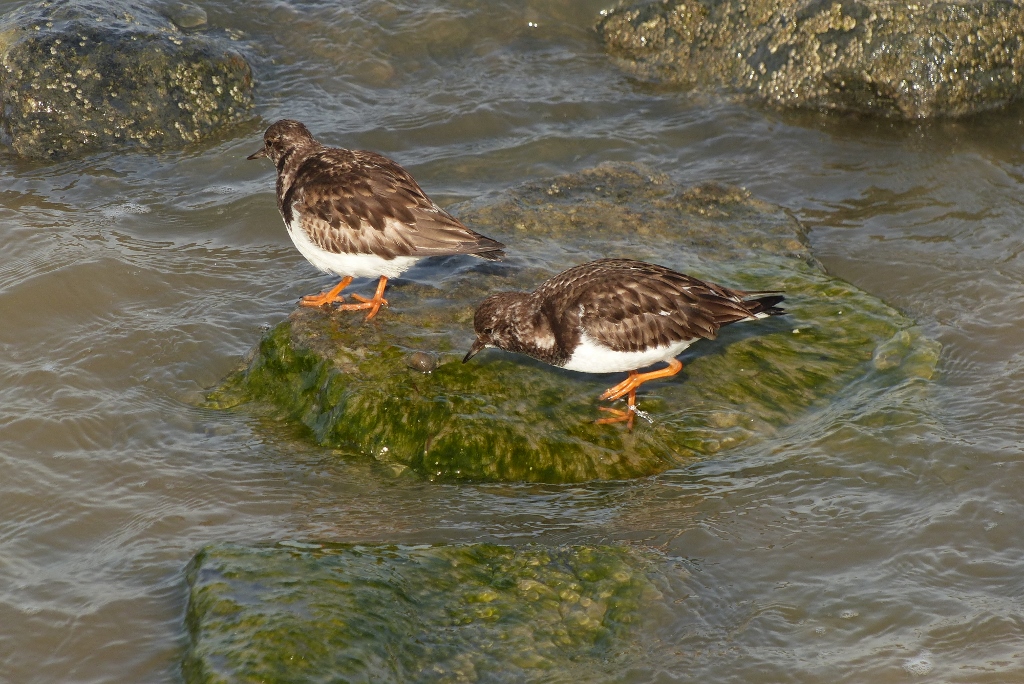 Steinwälzer auf einer Bune in Borkum