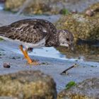 Steinwälzer auf Nahrungssuche an bretonischer Küste