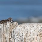 Steinwälzer auf Norderney (Arenaria interpres)