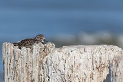 Steinwälzer auf Norderney (Arenaria interpres)