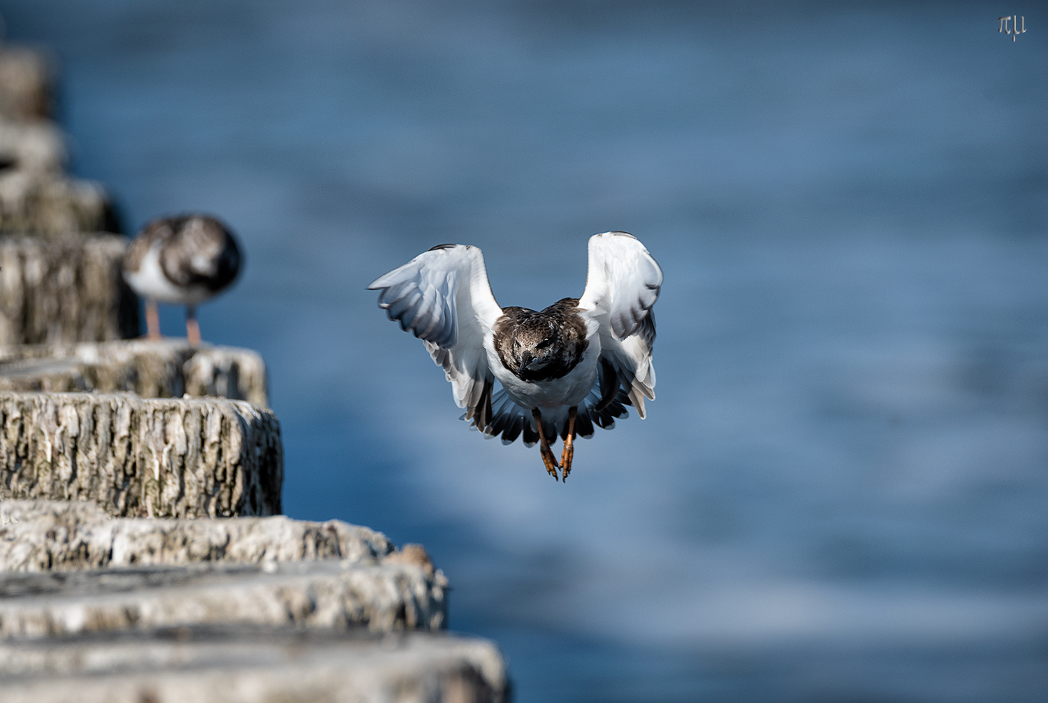 Steinwälzer im Anflug