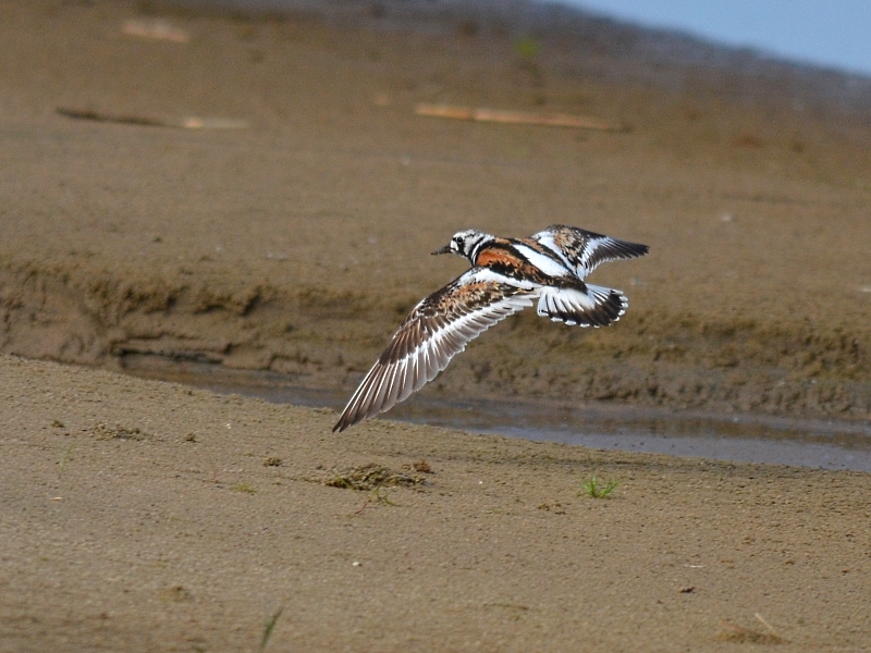 Steinwälzer im Flug