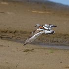 Steinwälzer im Flug