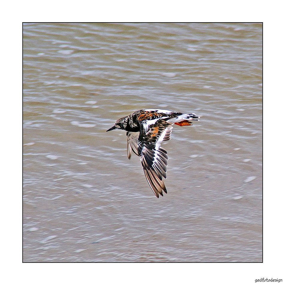 Steinwälzer im Flug