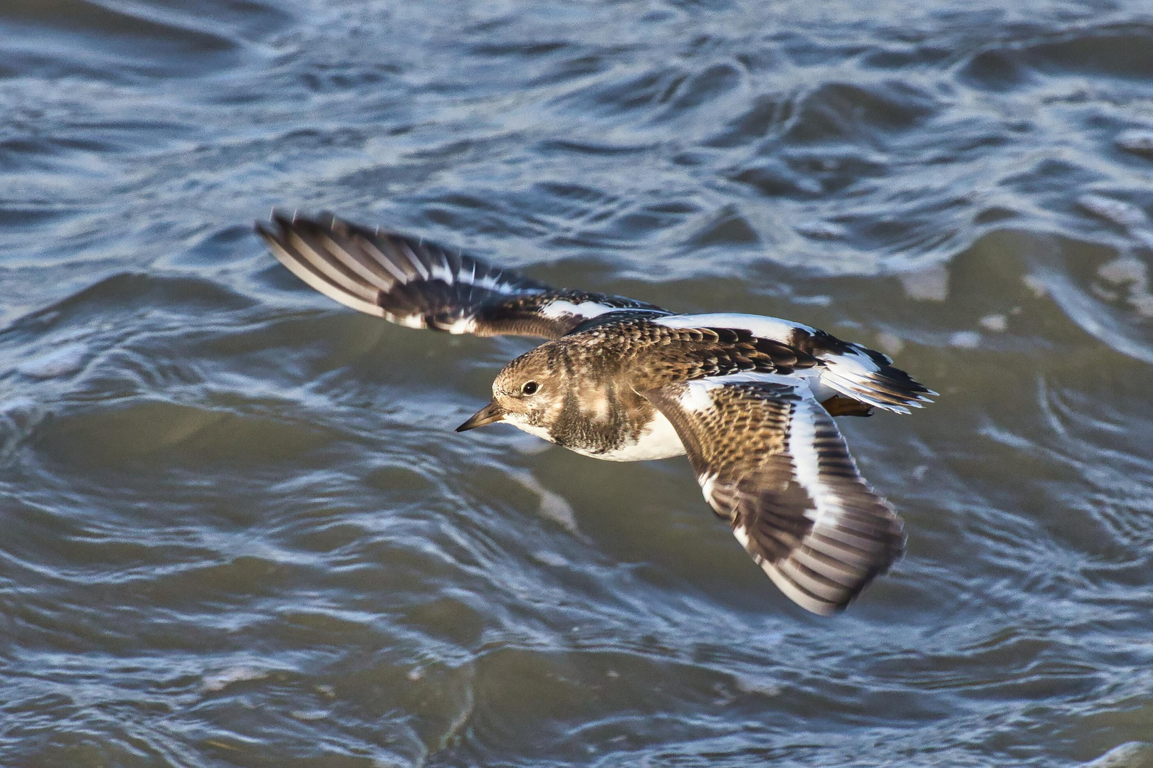 Steinwälzer im Flug