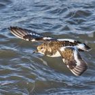 Steinwälzer im Flug