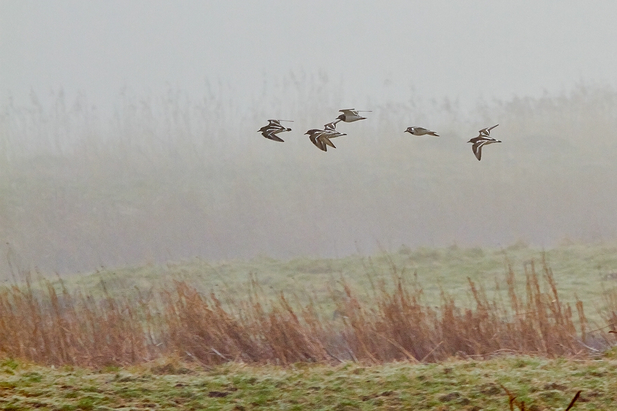 Steinwälzer im Nebel