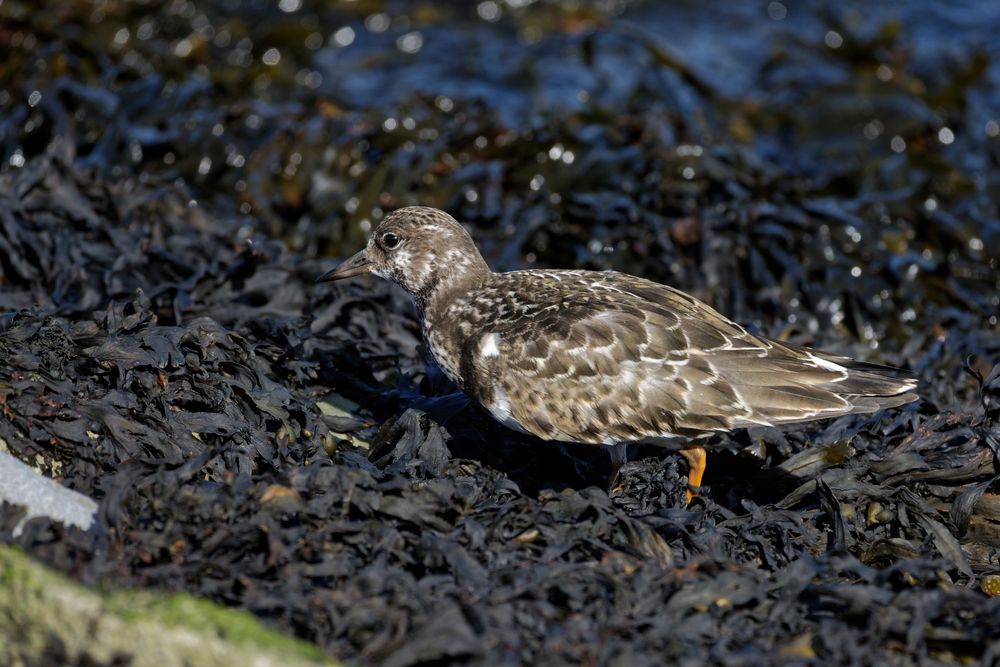 Steinwälzer im Seetang (Grimmershörner Bucht, Cuxhaven)