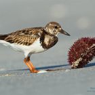 Steinwälzer,(Arenaria interpres), kleine Serie Teil 2