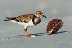 Steinwälzer,(Arenaria interpres), kleine Serie Teil 2