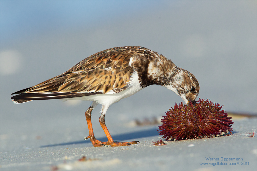 Steinwälzer,(Arenaria interpres), kleine Serie Teil 3