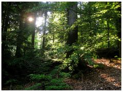 Steinwald-Abend - Eine Bildmeditation