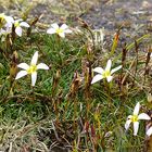 Steinwald Blümchen