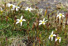 Steinwald Blümchen