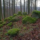 Steinwald, Neukirchen, Knüllgebirge