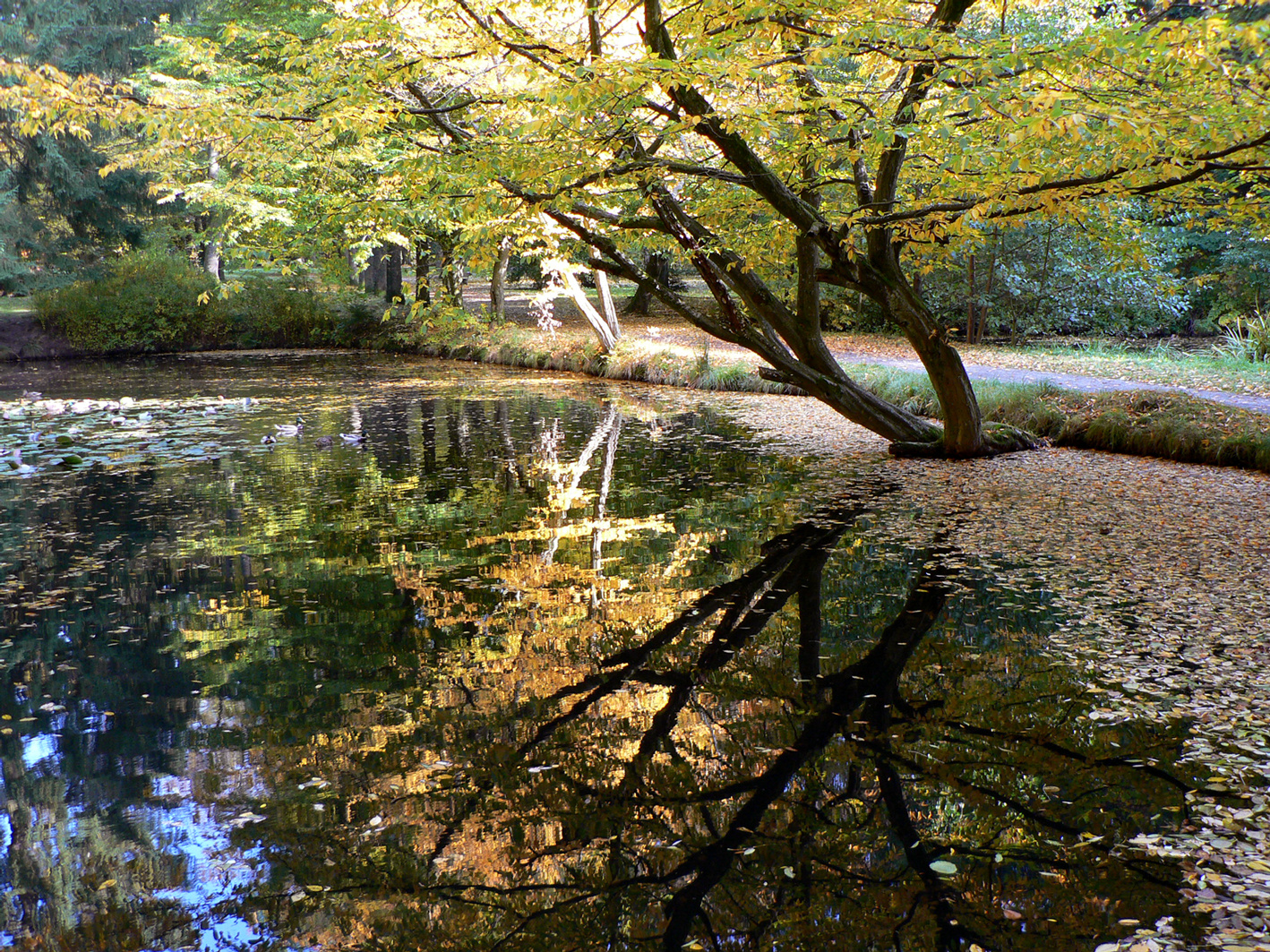 Steinway-Park Seesen