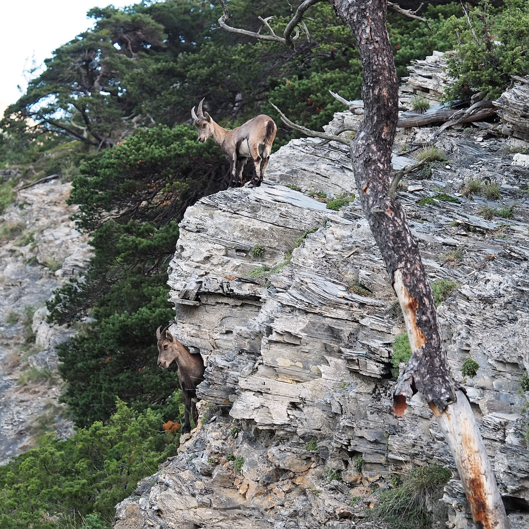 Steinwild im felsigen Gebirge