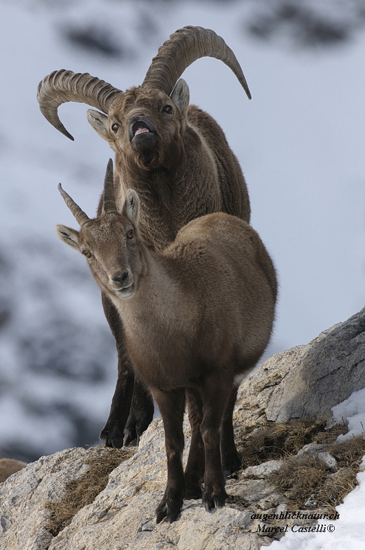 Steinwild im Liebesrausch