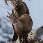 Steinwild im Liebesrausch