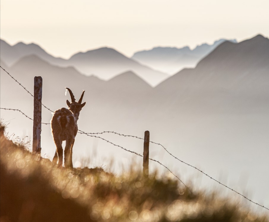 Steinwild im Morgenlicht