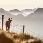 Steinwild im Morgenlicht