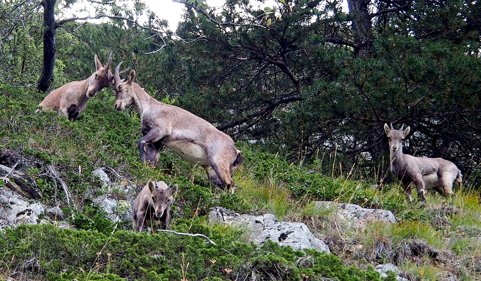 Steinwild in den Bergen.