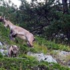 Steinwild in den Bergen.