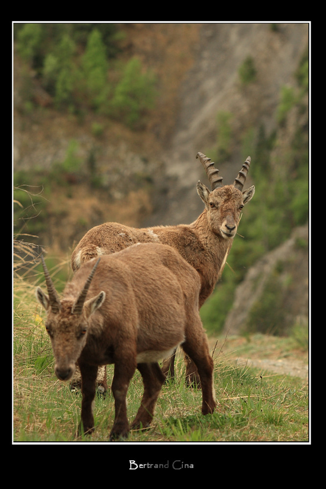 Steinwild Paar