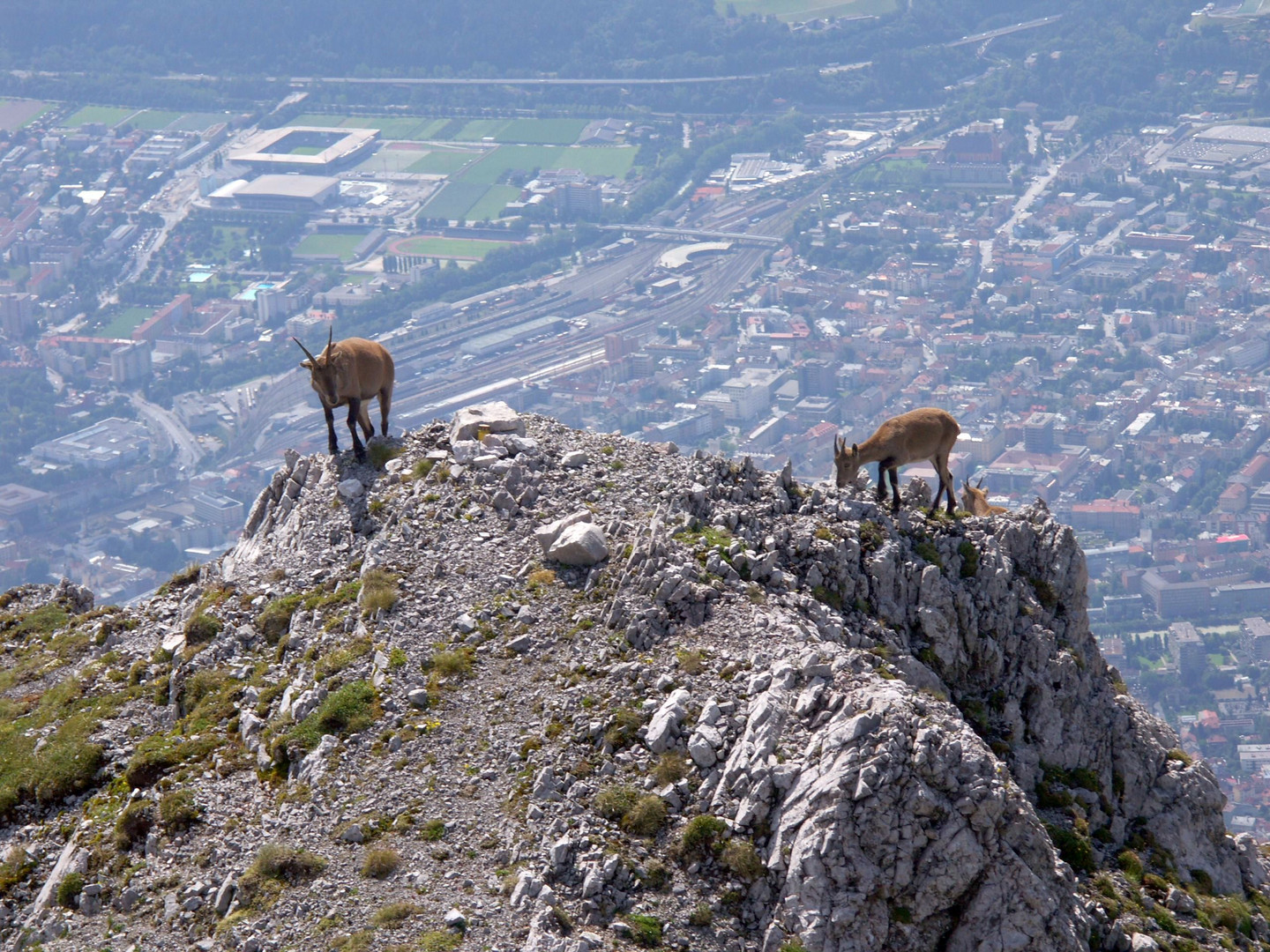 Steinwild über Innsbruck