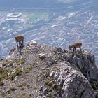 Steinwild über Innsbruck