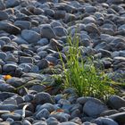 Steinwüste am Bodensee?