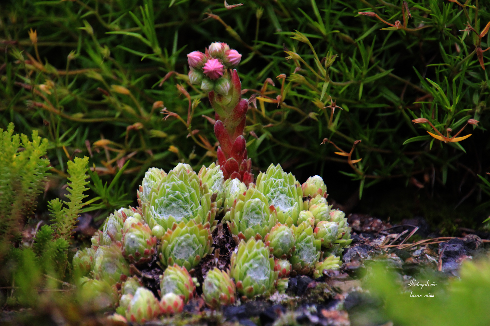 Steinwurz Foto & Bild natur, landschaft, pflanzen Bilder auf