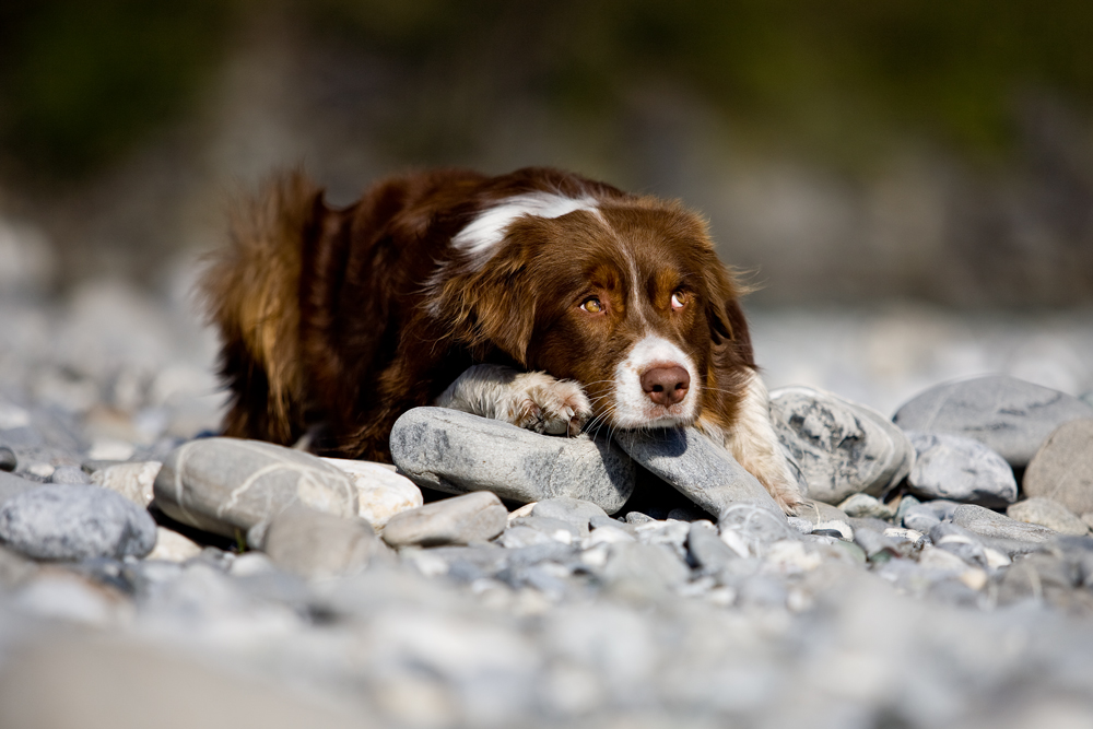 Steinzeit Foto & Bild | tiere, haustiere, hunde Bilder auf fotocommunity