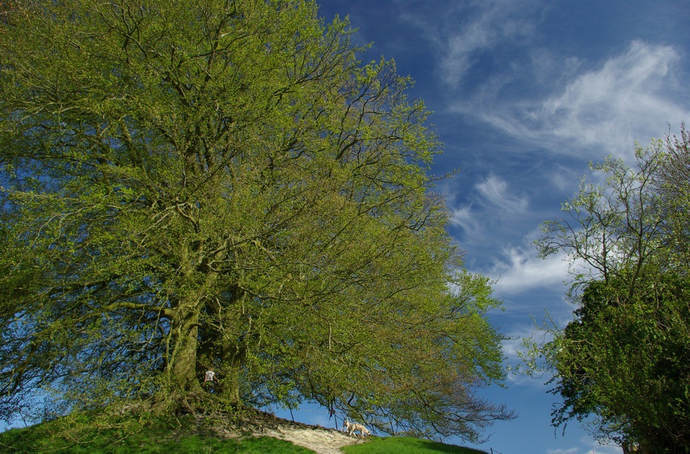 Steinzirkel Avebury (Magic Tree)