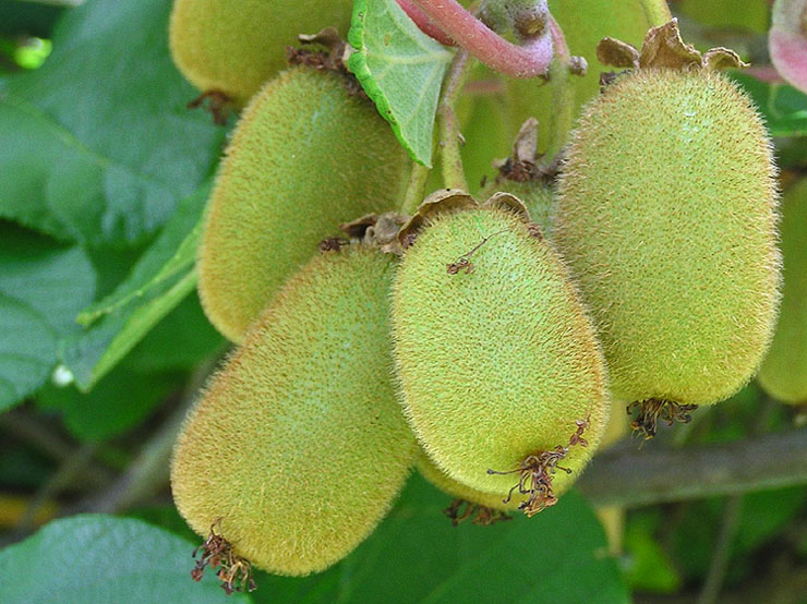 Steirische Kiwis