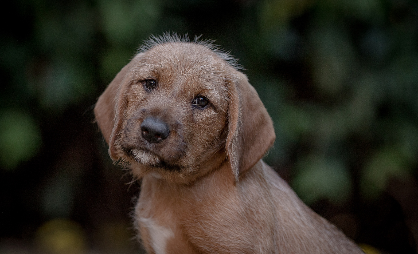 steirische Rauchhaarbracke - Puppy