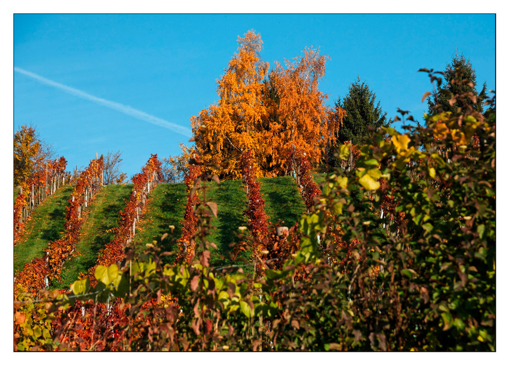 "steirischer Herbst "