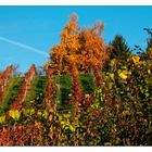 "steirischer Herbst "