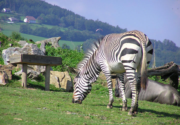 Steirisches Zebra