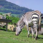 Steirisches Zebra