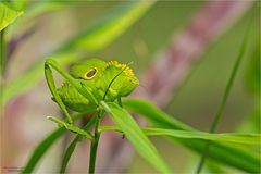 Steirodon careovirgulatum