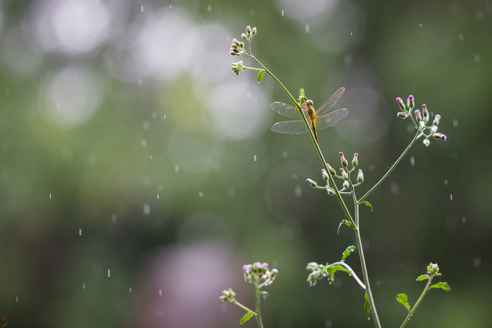 Stell dich mitten in den Regen