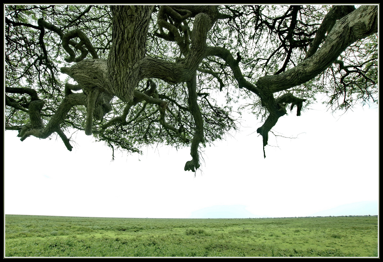 Stell Dir vor, Du stehst in der Serengeti unter einem Baum und hörst und siehst ....nichts!