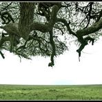 Stell Dir vor, Du stehst in der Serengeti unter einem Baum und hörst und siehst ....nichts!