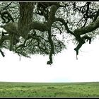 Stell Dir vor, Du stehst in der Serengeti unter einem Baum und hörst und siehst ....nichts!