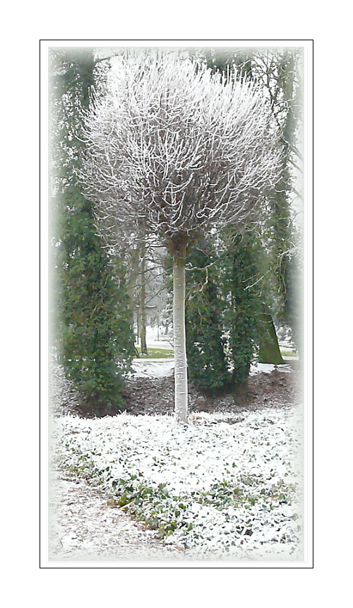 Stell dir vor, es schneit, sagt das Bäumchen