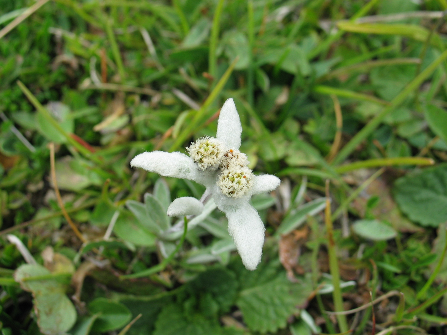 stella alpina