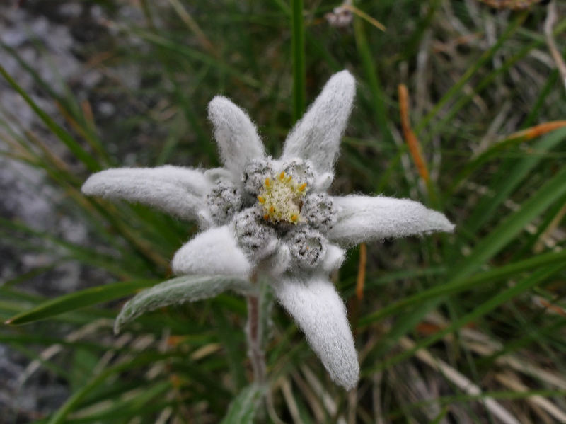 Stella alpina