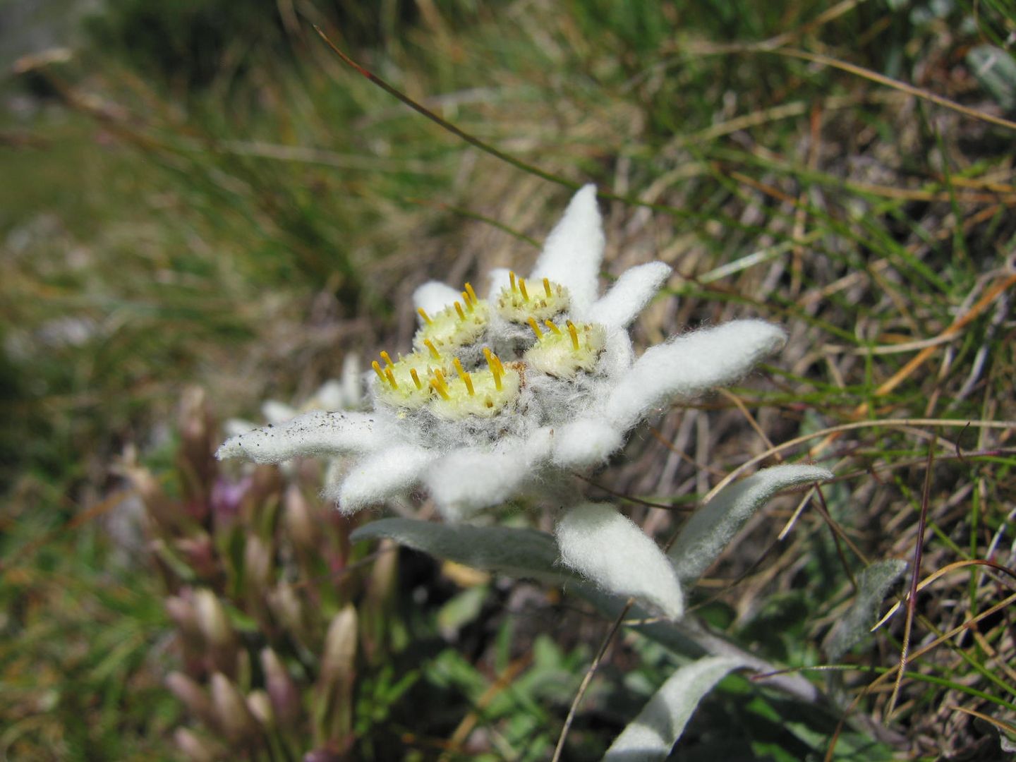 Stella alpina