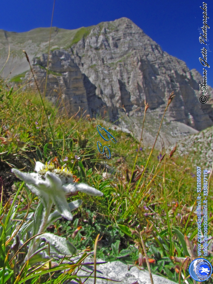 Stella Alpina e Pizzo del Diavolo sui Monti Sibillini